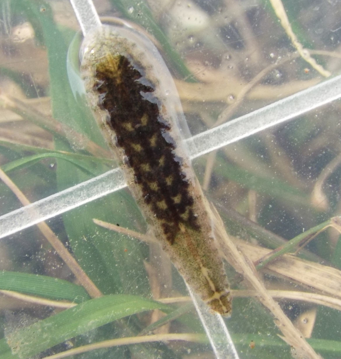 Placobdella mexicana, a leech of the family Glossiphoniidae
