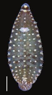 Placobdella michiganensis, a leech of the family Glossiphoniidae
