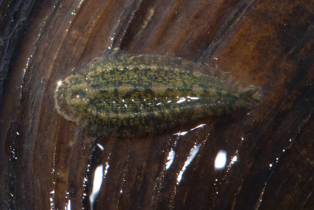 Placobdella montifera, a leech of the family Glossiphoniidae