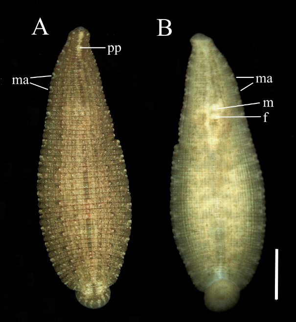 Placobdella multilineata, a leech of the family Glossiphoniidae