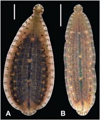 Placobdella nuchalis, a leech of the family Glossiphoniidae