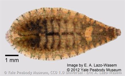 Placobdella ornata, a leech of the family Glossiphoniidae