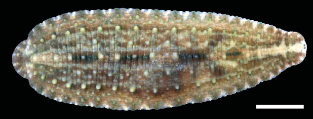 Placobdella papillifera, a leech of the family Glossiphoniidae