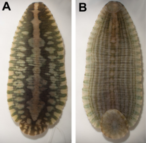 Placobdella parasitica, a leech of the family Glossiphoniidae