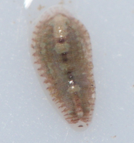 Placobdella phalera, a leech of the family Glossiphoniidae