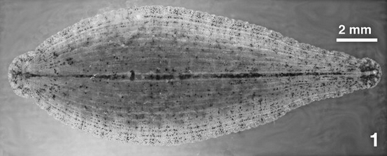 Placobdella ringueleti, a leech of the family Glossiphoniidae
