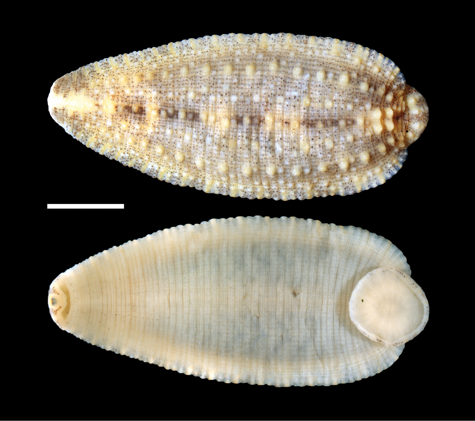 Placobdella siddalli, a leech of the family Glossiphoniidae