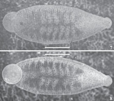 Placobdella sophieae, a leech of the family Glossiphoniidae