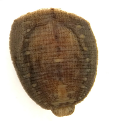 Placobdella translucens, a leech of the family Glossiphoniidae