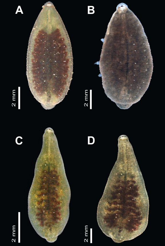 Placobdella unimaculata, a leech of the family Glossiphoniidae
