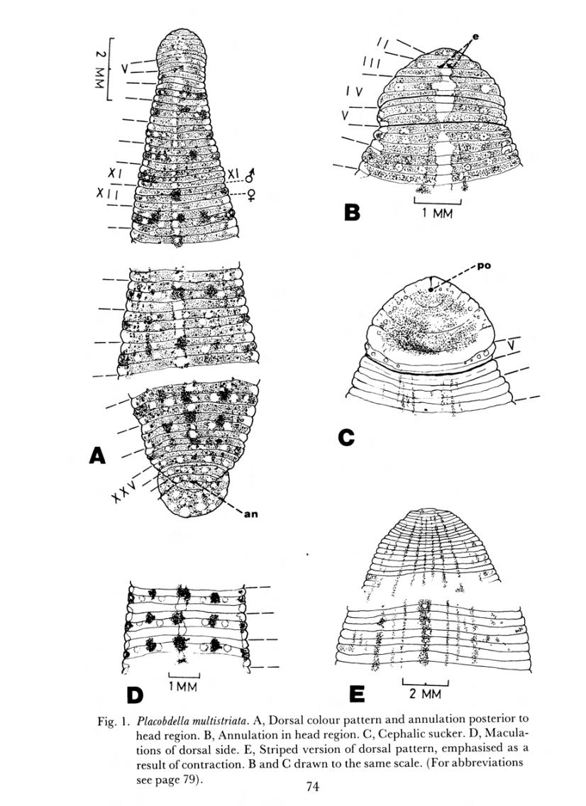 Placobdelloides multistriatus, a leech of the family Glossiphoniidae