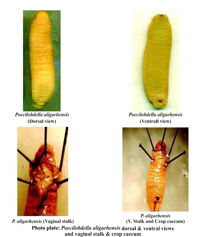 Poecilobdella aligarhensis, a leech of the family Hirudinidae