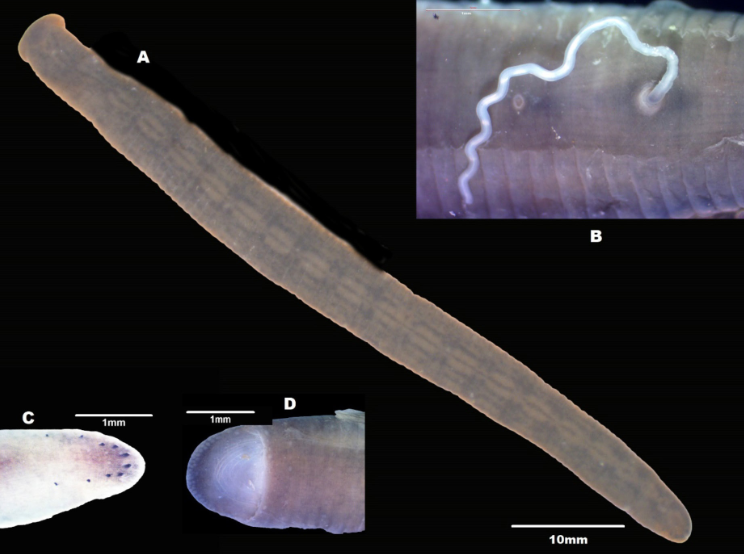 Poecilobdella granulosa, a leech of the family Hirudinidae