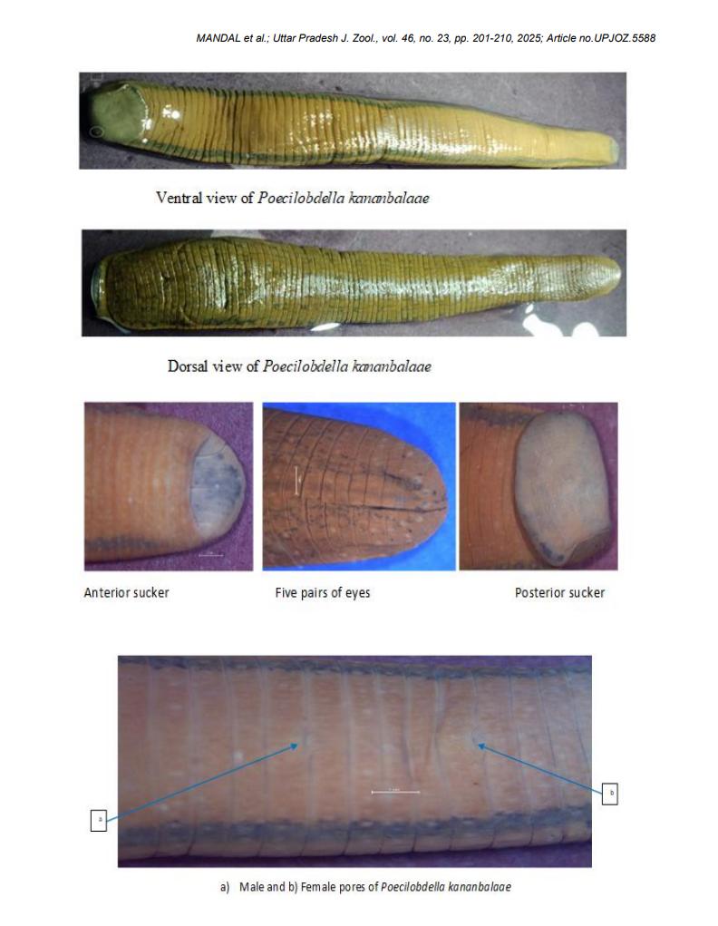 Poecilobdella kananbalaae, a leech of the family Hirudinidae