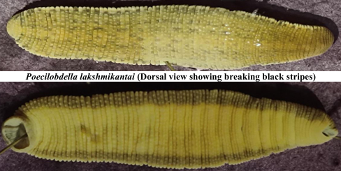 Poecilobdella lakshmikantai, a leech of the family Hirudinidae