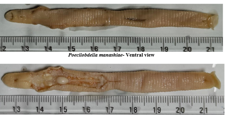 Poecilobdella manashiae, a leech of the family Hirudinidae