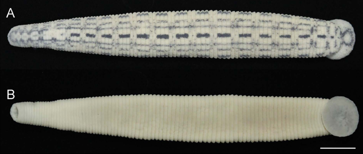 Poecilobdella nanjingensis, a leech of the family Hirudinidae