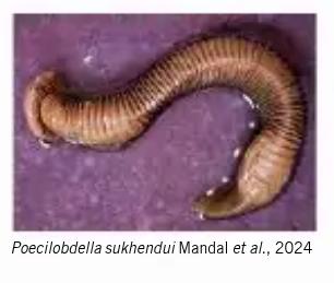 Poecilobdella sukhendui, a leech of the family Hirudinidae