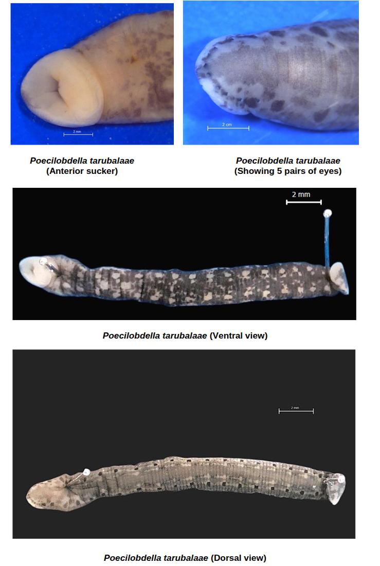 Poecilobdella tarubalaae, a leech of the family Hirudinidae