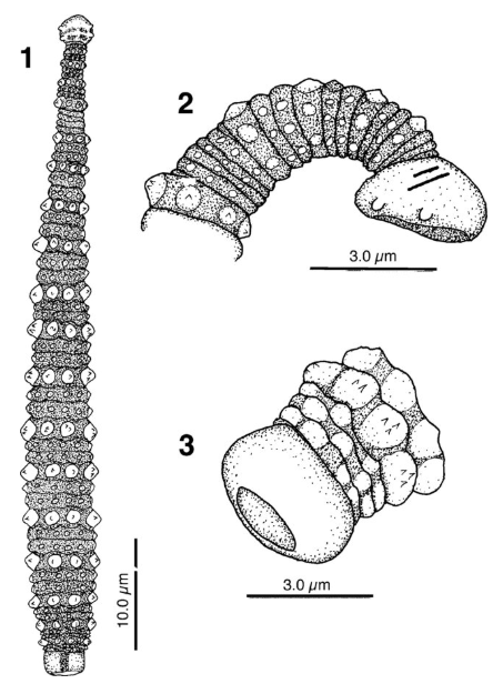 Pontobdella californiana, a leech of the family Piscicolidae