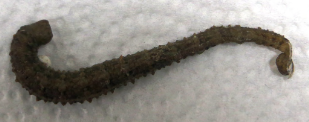 Pontobdella muricata, a leech of the family Piscicolidae