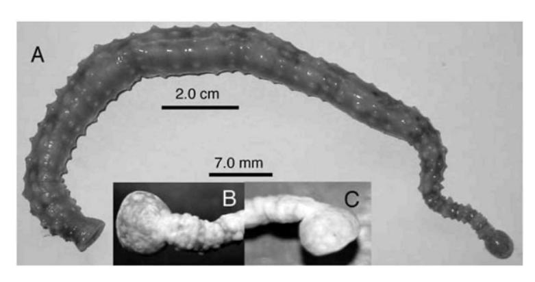 Pontobdella novaezealandiae, a leech of the family Piscicolidae