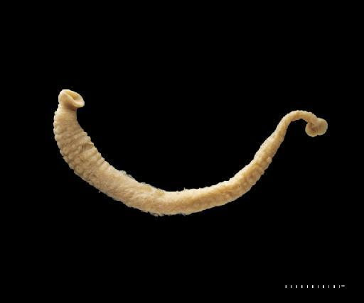 Pontobdella variegata, a leech of the family Piscicolidae