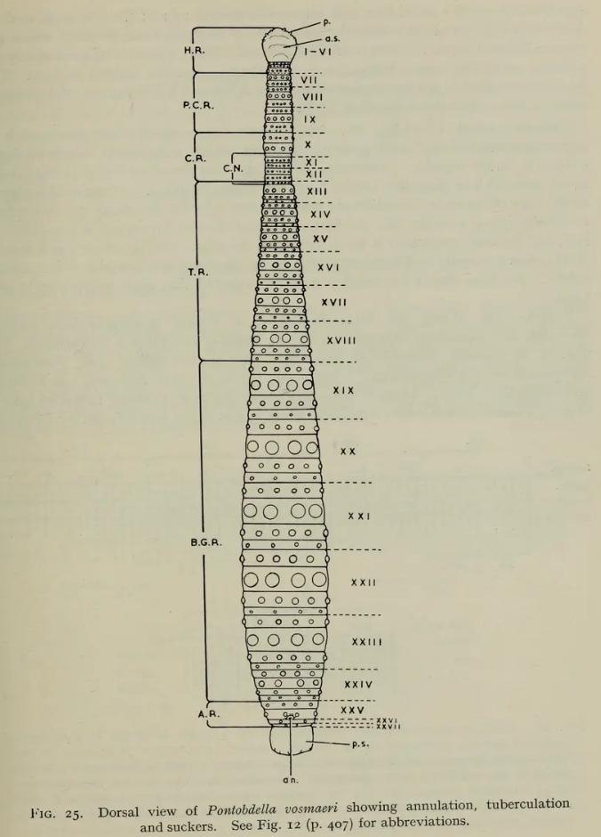 Pontobdella vosmaeri, a leech of the family Piscicolidae