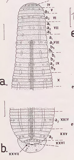 Priscabdella hickmani, a leech of the family Hirudinidae