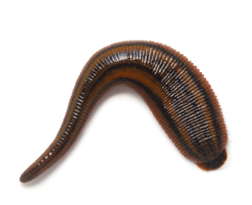 Richardsonianus australis, a leech of the family Hirudinidae