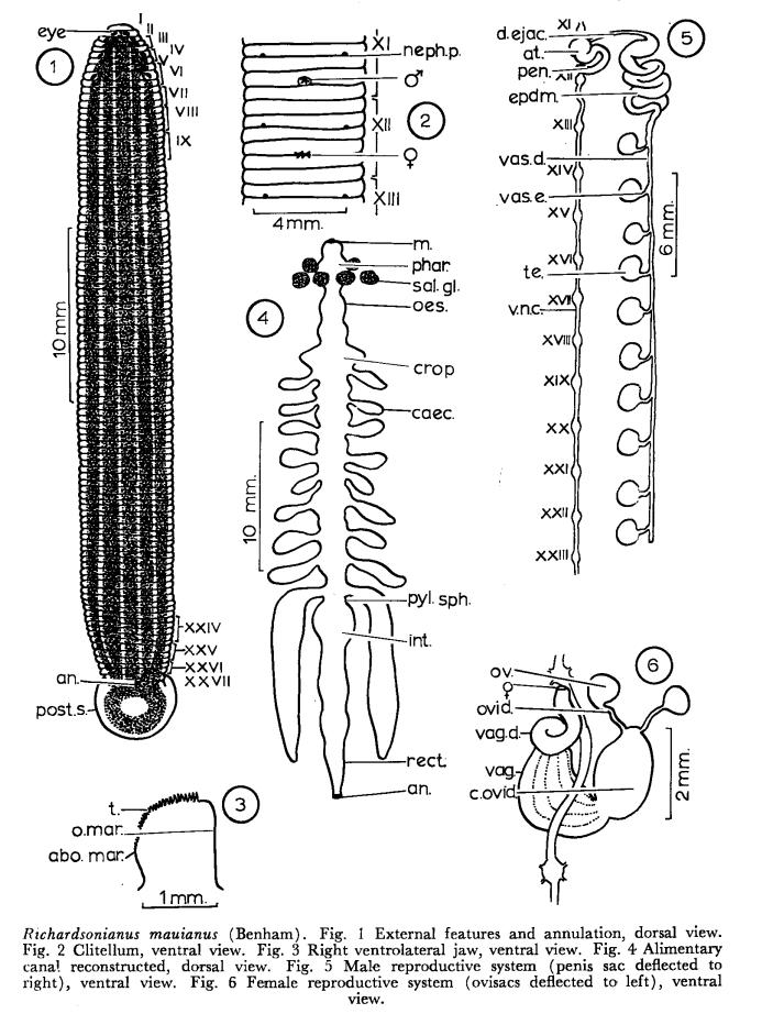 Richardsonianus mauianus, a leech of the family Hirudinidae