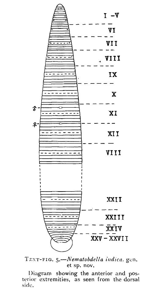 Salifa indica, a leech of the family Salifidae