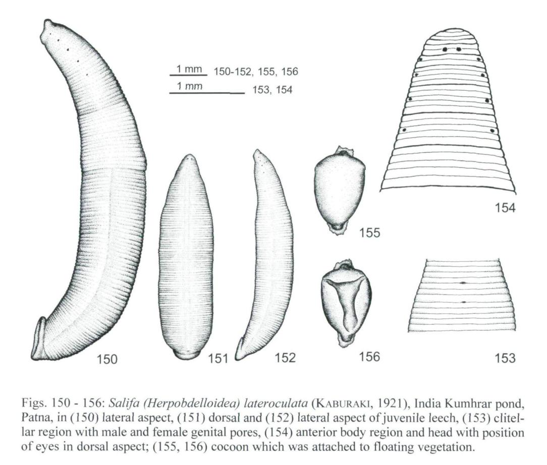 Salifa lateroculata, a leech of the family Salifidae
