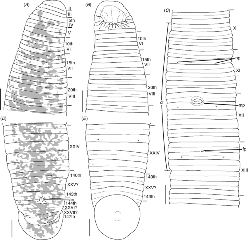 Salifa motokawai, a leech of the family Salifidae