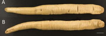 Scaptobdella horsti, a leech of the family Gastrostomobdellidae