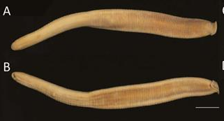Scaptobdella thienemanni, a leech of the family Gastrostomobdellidae