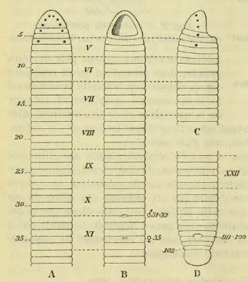 Semiscolex glaber, a leech of the family Semiscolecidae