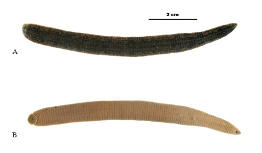 Semiscolex lamothei, a leech of the family Semiscolecidae