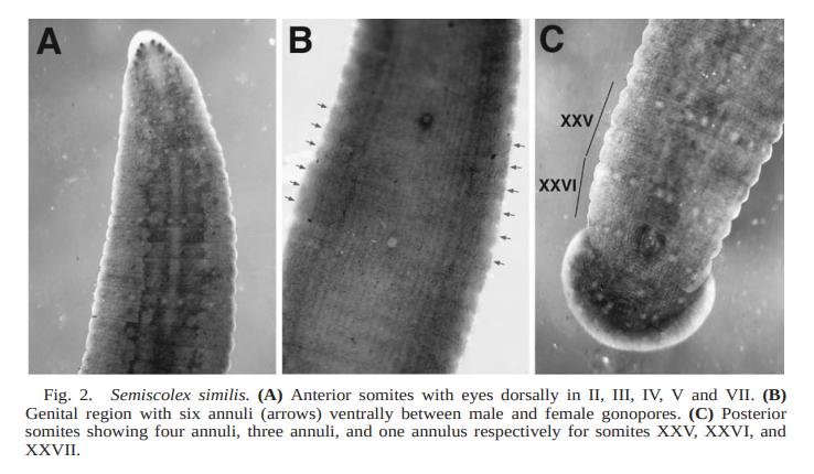 Semiscolex similis, a leech of the family Semiscolecidae