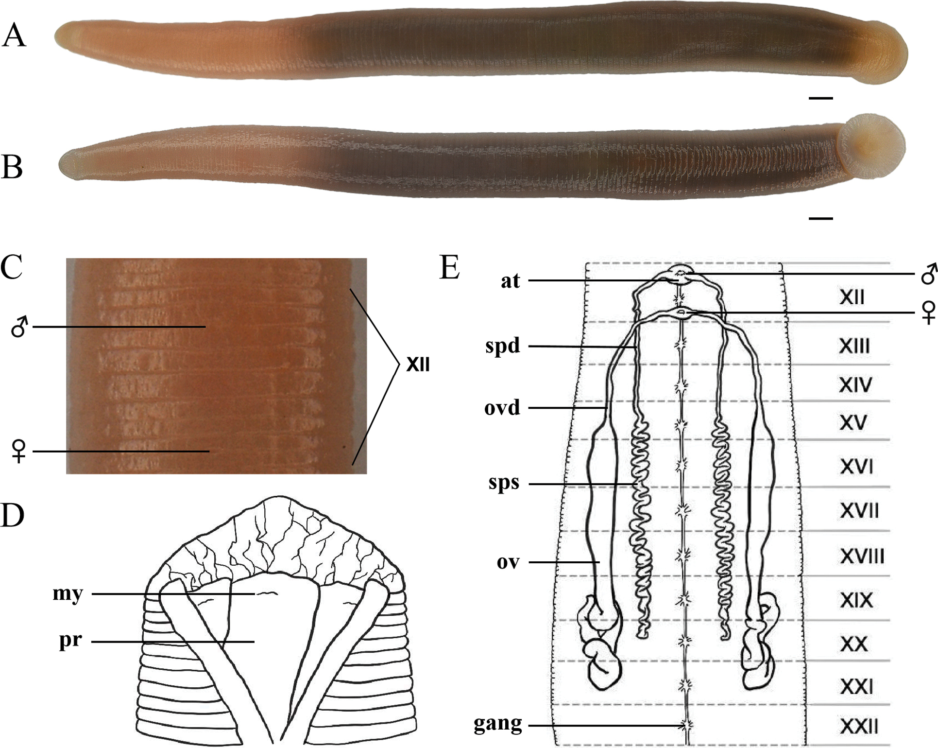 Shibabdella wulingensis, a leech of the family Salifidae
