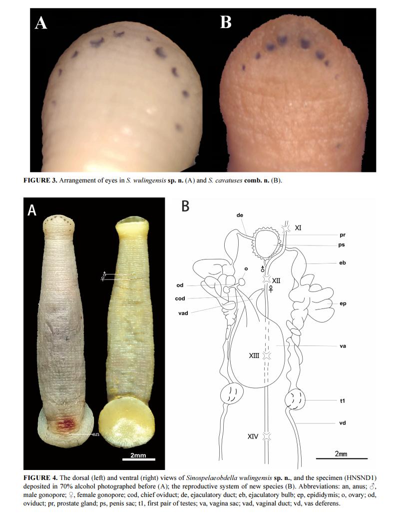 Sinospelaeobdella wulingensis, a leech of the family Haemadipsidae
