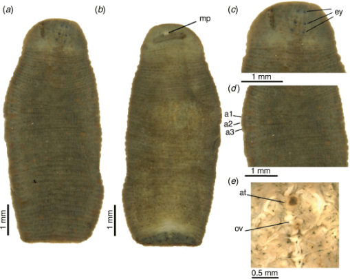 Theromyzon bifarium, a leech of the family Glossiphoniidae