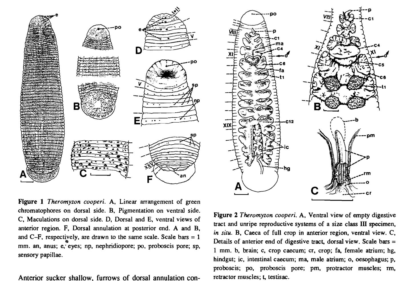Theromyzon cooperi, a leech of the family Glossiphoniidae