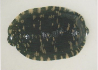 Theromyzon maculosum, a leech of the family Glossiphoniidae