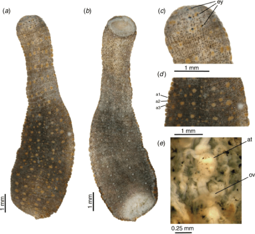 Theromyzon rude, a leech of the family Glossiphoniidae