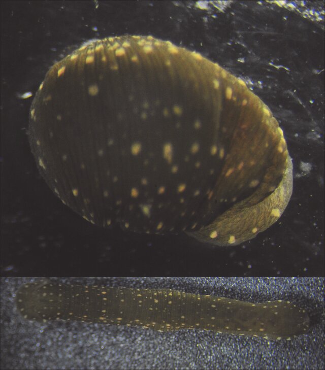 Theromyzon tessulatum, a leech of the family Glossiphoniidae