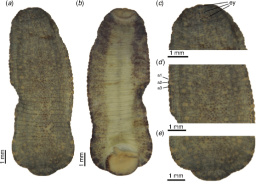 Theromyzon tigris, a leech of the family Glossiphoniidae