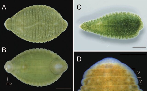Torix tagoi, a leech of the family Glossiphoniidae