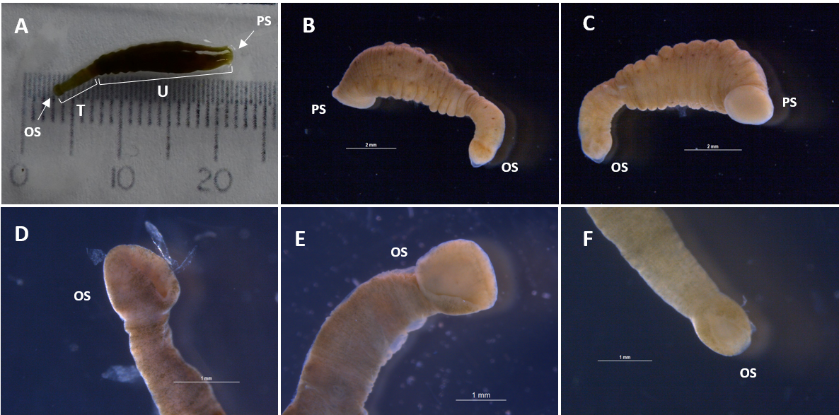 Trachelobdella lubrica, a leech of the family Piscicolidae