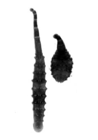 Trachelobdellina glabra, a leech of the family Piscicolidae
